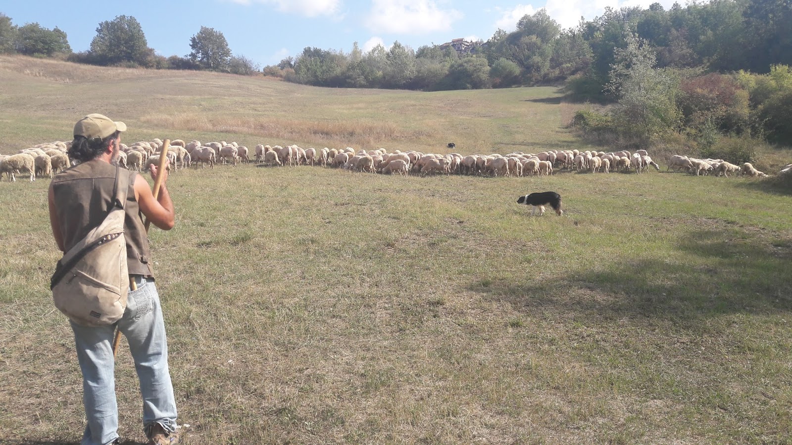 Cane al lavoro.jpg